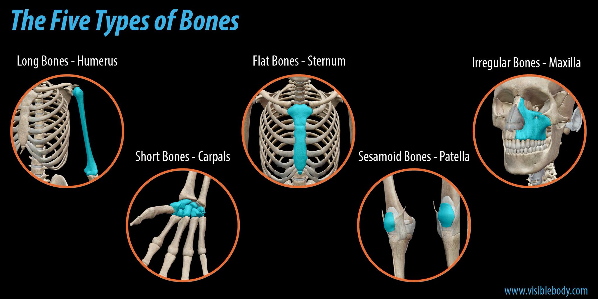 Visible Body on Twitter: "Let’s go back to basics! There are five types