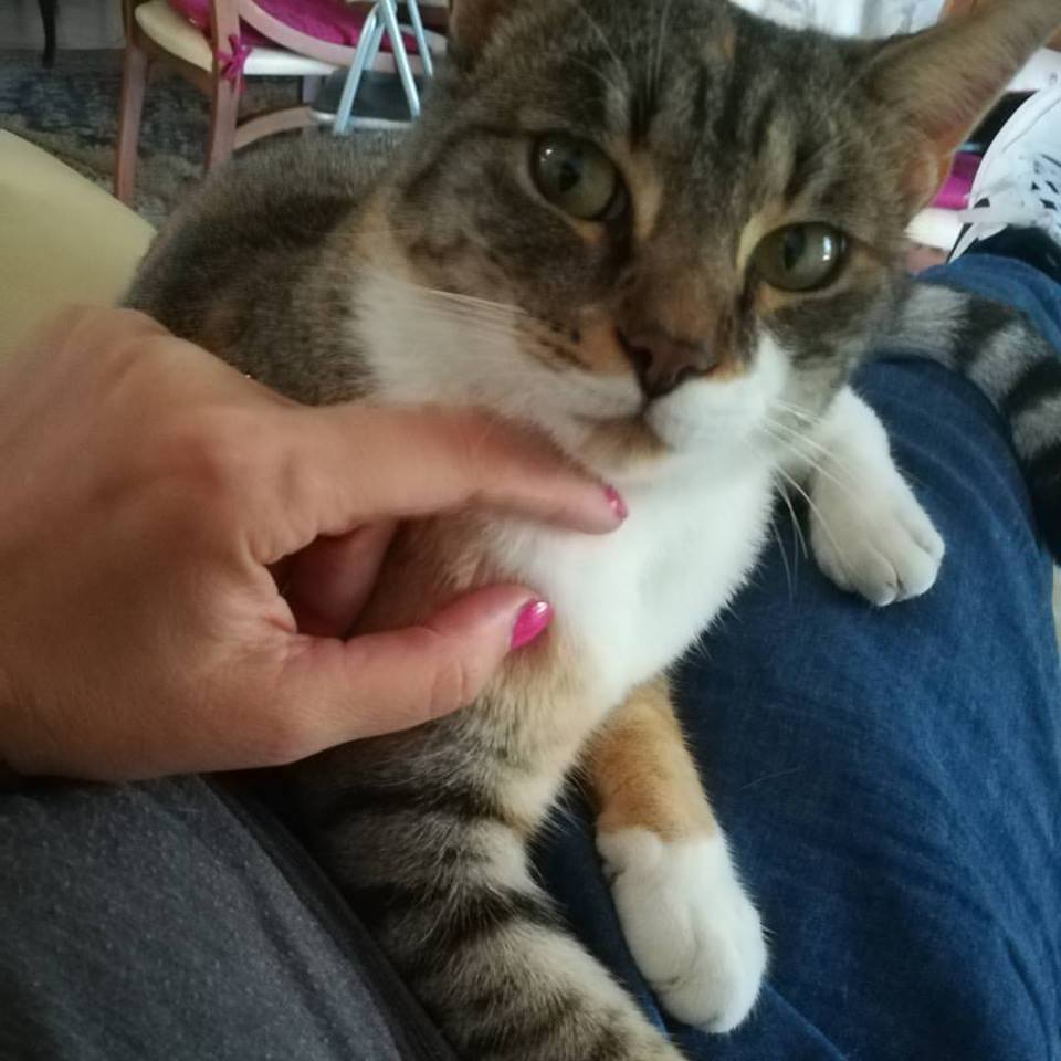 GPiziarte's tweet photo. Cleopatra la #gatta di @pizia29 #gatto #cat #cats #cattwit #instacat #catlover #kitten #pet #love #cute #kitty #gatti #animals #ilovemycat #catlovers #lovecats #picoftheday #ilovecats #catlife #beautiful #miao #instapet #mycat #micio #followme #adorable https://t.co/2LIXQt44wz
