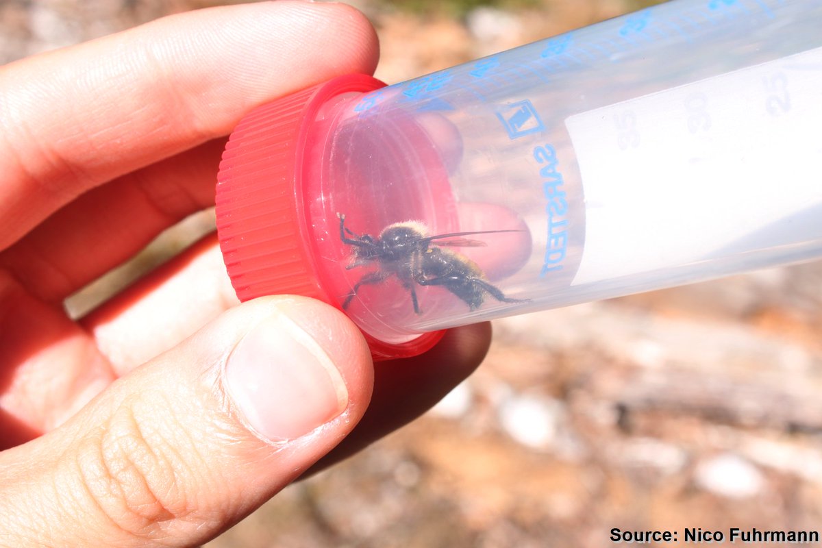 F_N_91's tweet photo. Finally had time to go through my Pictures from my Research stay at Askö laboratory. I was very lucky to find so many Laphria flava to get a nice Foto of a female fly. May wanna visit some day @Stephan_HolgerD 
#robberfly https://t.co/LcwgsVULT5