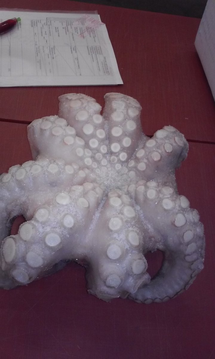 NVWA_Import's tweet photo. #importkeuring #weetje #octopus is een bijzonder dier. Hij heeft drie harten: eén krachtige hart wordt gebruikt voor het pompen van het bloed door het lichaam en twee kleinere hartjes bij de kieuwen #DYK https://t.co/aQiqUgFXv8