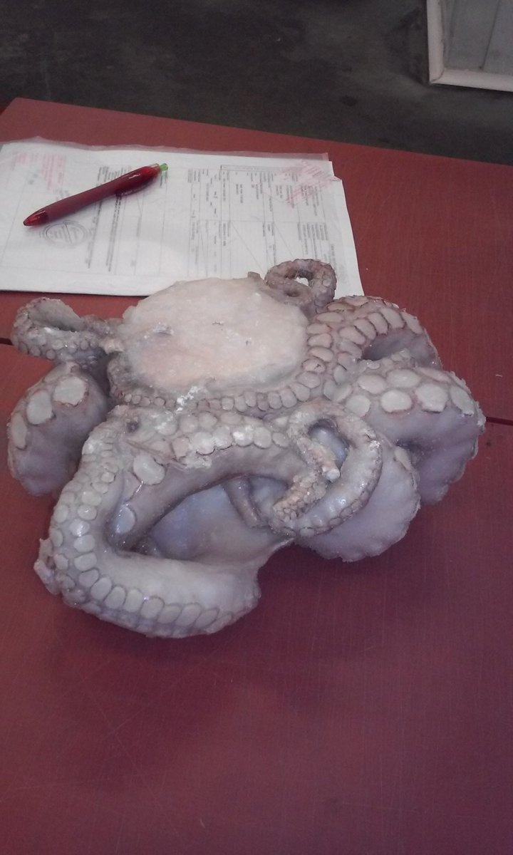 NVWA_Import's tweet photo. #importkeuring #weetje #octopus is een bijzonder dier. Hij heeft drie harten: eén krachtige hart wordt gebruikt voor het pompen van het bloed door het lichaam en twee kleinere hartjes bij de kieuwen #DYK https://t.co/aQiqUgFXv8