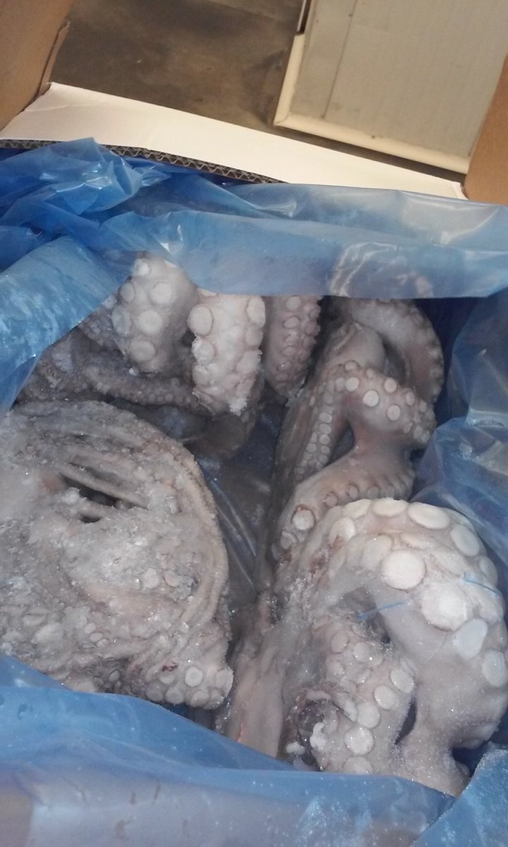 NVWA_Import's tweet photo. #importkeuring #weetje #octopus is een bijzonder dier. Hij heeft drie harten: eén krachtige hart wordt gebruikt voor het pompen van het bloed door het lichaam en twee kleinere hartjes bij de kieuwen #DYK https://t.co/aQiqUgFXv8