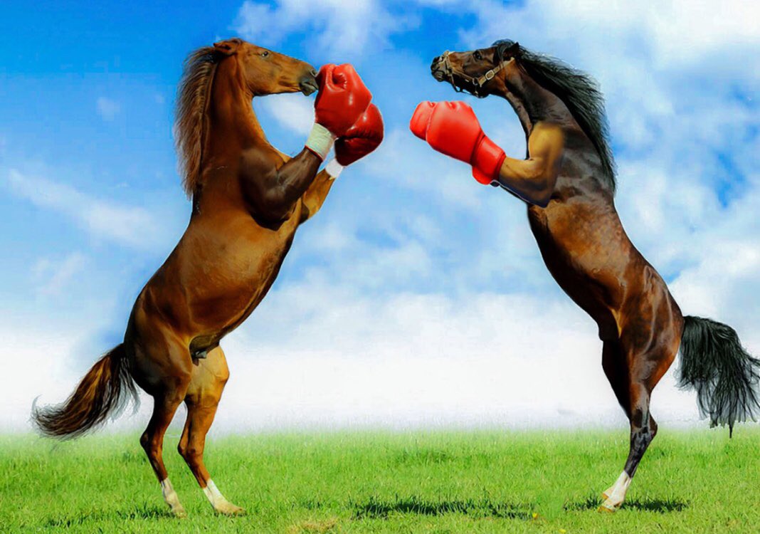 voxcustodes's tweet photo. BREAKING: #Exclusive photo of @MinneapolisPD Mounted Unit training for onslaught of @Eagles fans. #disordercontrol #goPats https://t.co/twgLurhJXr