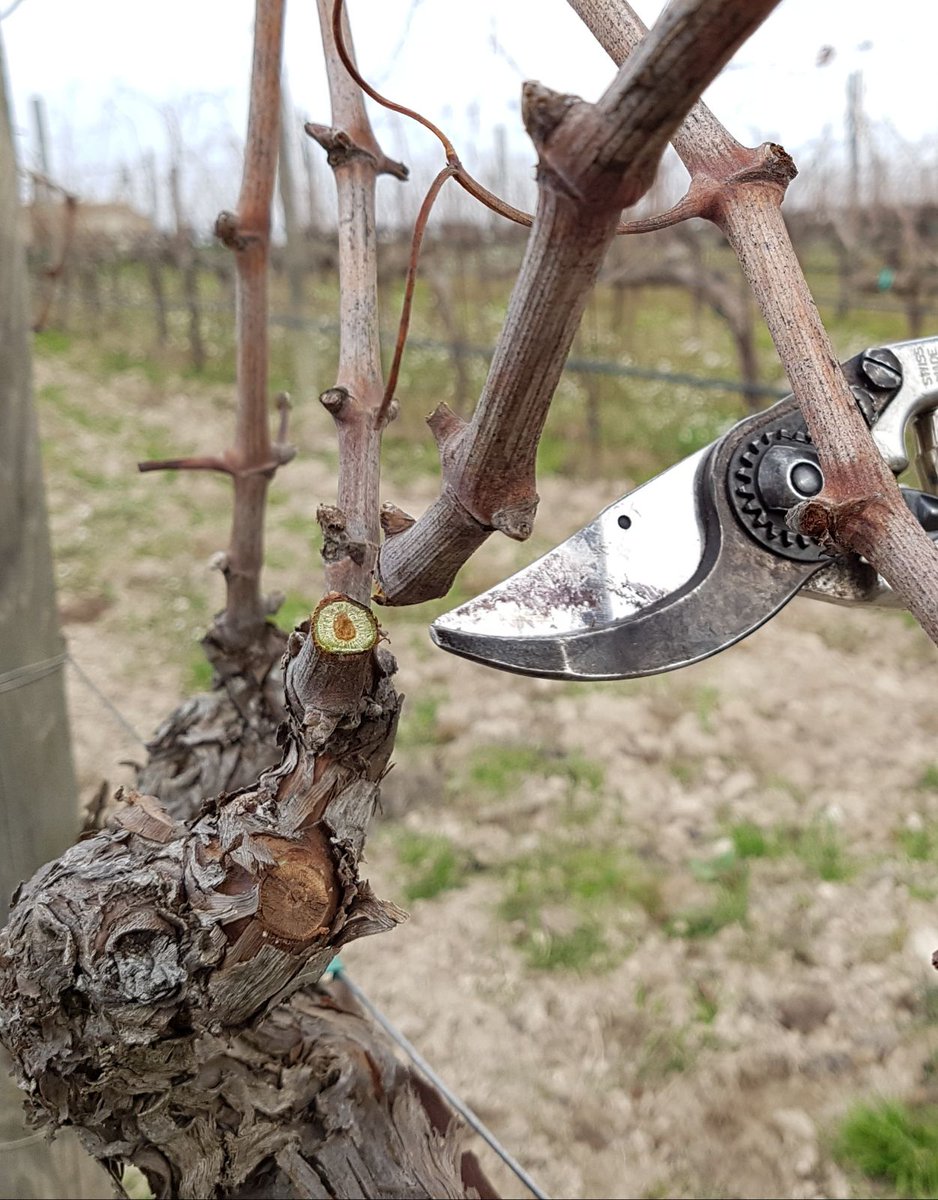 Giuseppe1979D's tweet photo. Una corretta potatura è fondamentale per produrre vini di qualità #feudobutera #Sicilia #Sicily @zonin1821 https://t.co/NiZVjPaB3J