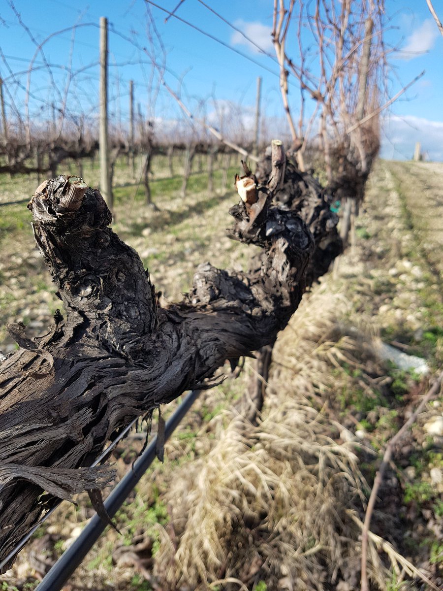 Giuseppe1979D's tweet photo. Una corretta potatura è fondamentale per produrre vini di qualità #feudobutera #Sicilia #Sicily @zonin1821 https://t.co/NiZVjPaB3J