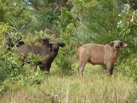 gobenintours's tweet photo. https://t.co/SIHFTjr1RE will provide you the best #TourGuides #Hotels and #Transport #Gobenin is just the #Best if you want to #Enjoy your #Trip https://t.co/NWL6qZhsJu