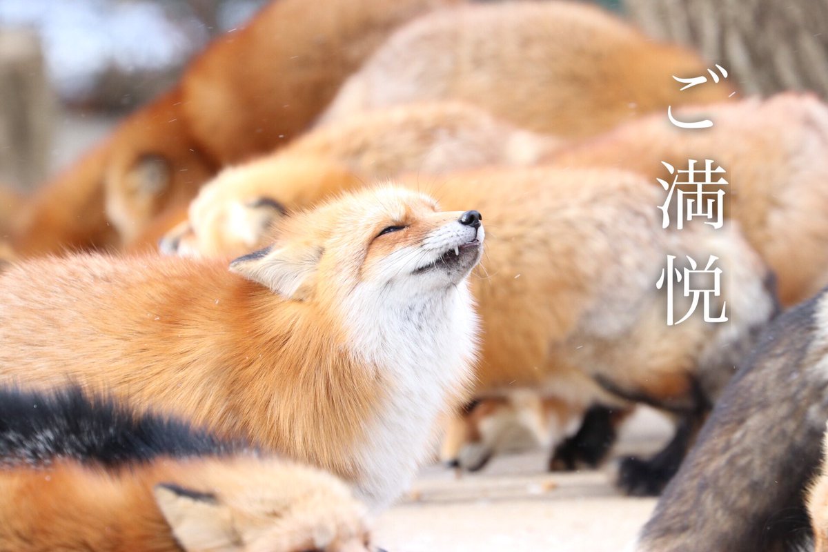 NIKUO tweet media