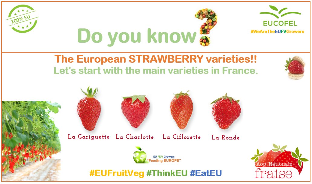 Doyouknow_EUFV's tweet photo. @Doyouknow_EUFV: campaign to boost EU #Fruit &amp; #Vegetable consumption! 
Do you know? The European #STRAWBERRY varieties!! 
Let's start with the main varieties in #France: #Gariguette, #Charlotte, #Ciflorette &amp; #Ronde. 
#EUStrawberry🍓#Fraisesdefrance 
#EUFruitVeg #ThinkEU #EatEU https://t.co/RTrIvM2yST