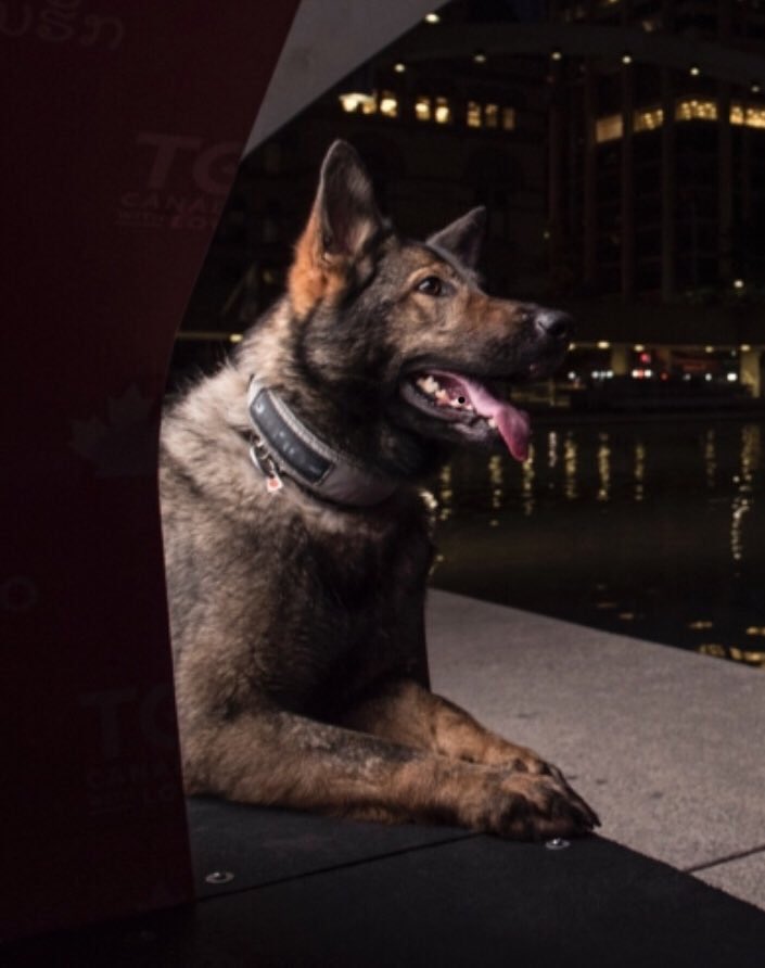 TPSK9's tweet image. PC Watts &amp;amp; PSD Nyx locates male in wooded area after fleeing from @TPS54Div officers in the Laird/Millwood area #K9