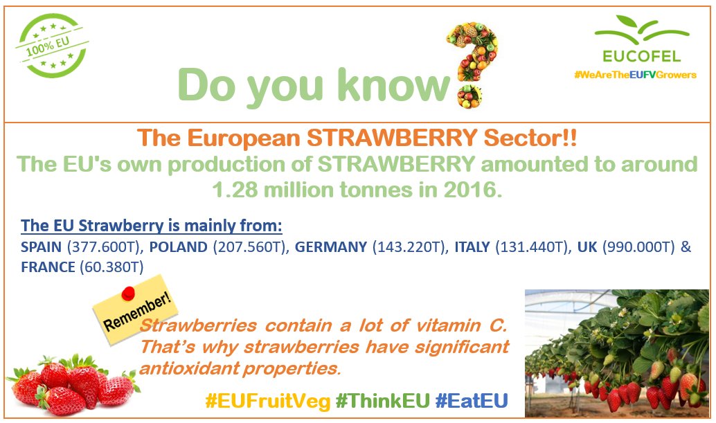 Doyouknow_EUFV's tweet photo. @Doyouknow_EUFV: campaign to boost EU #Fruit &amp; #Vegetable consumption! 
Do you know? The European #STRAWBERRY Sector!!
The EU's own production of STRAWBERRY amounted to around 1.28 million tonnes in 2016. 
#EUStrawberry🍓 @fraisedefrance @Freshuelvaes 
#EUFruitVeg #ThinkEU #EatEU https://t.co/dVvJYSNZeO