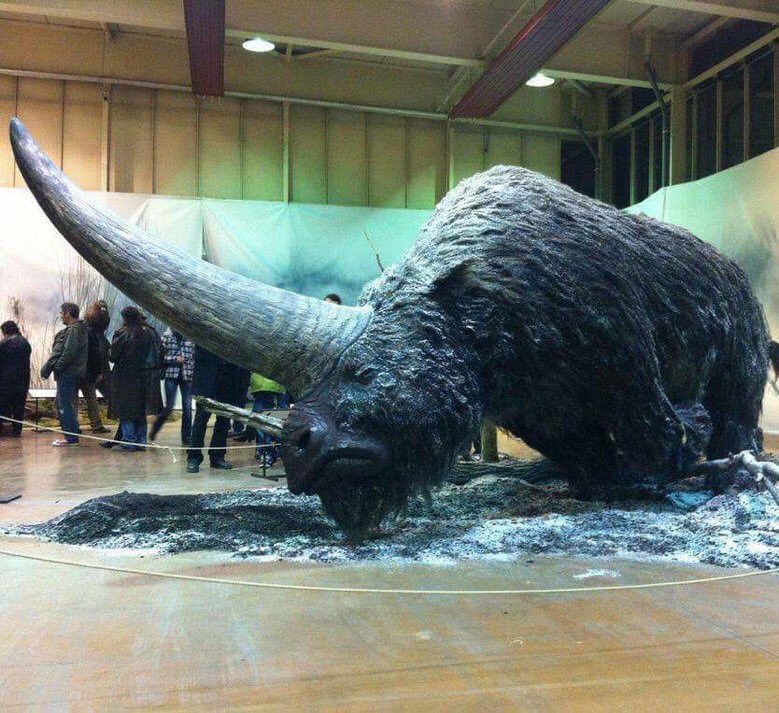This is an Elasmotherium, a big hairy "unicorn" that went extinct around 29,000 years ago.