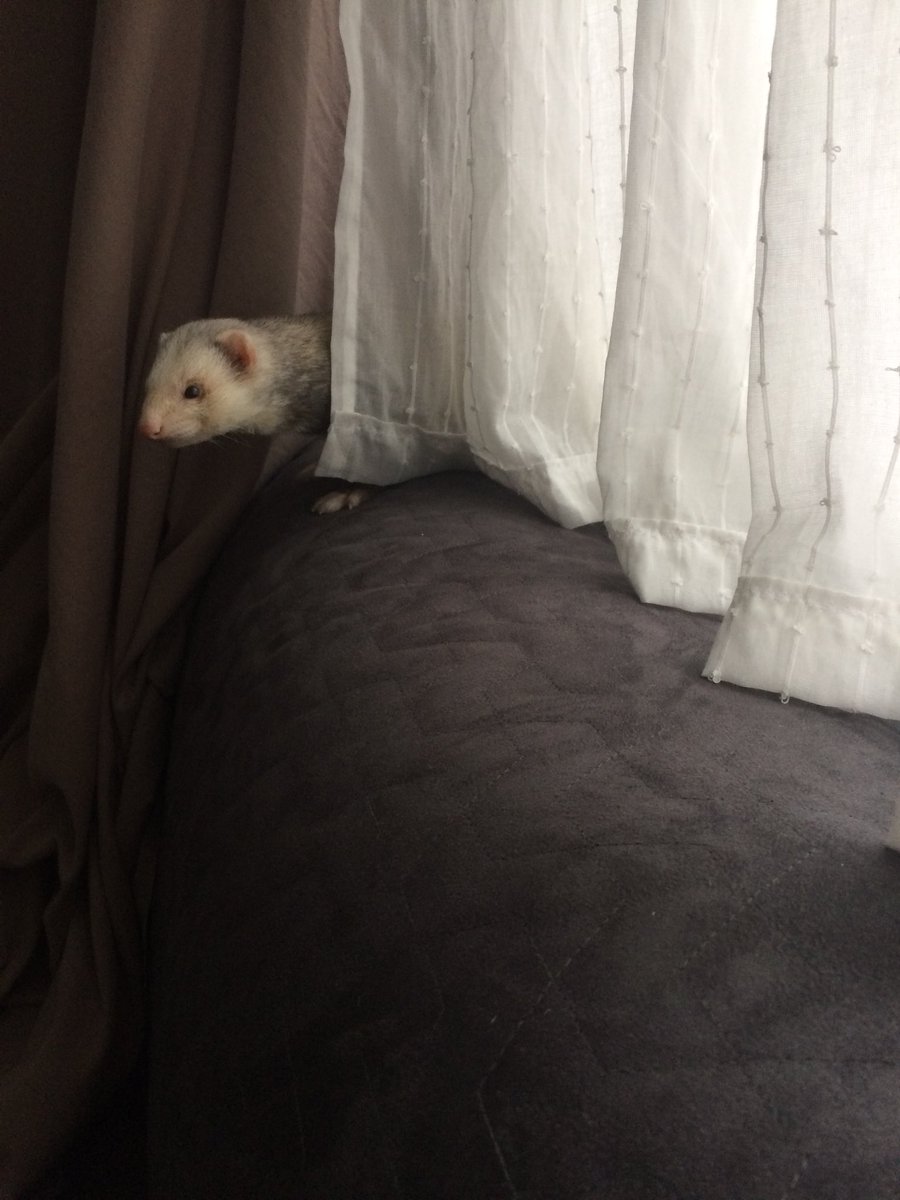 SocksTheNoodle's tweet photo. “What?”
- #WindowWeasel https://t.co/NMdWD7ubMA