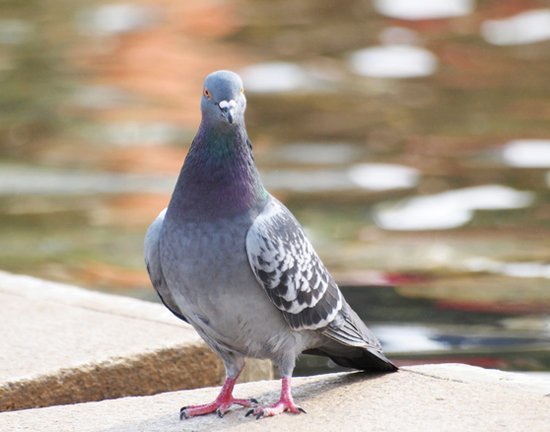 暦生活 こよみせいかつ にっぽんのいろ 鳩羽鼠 はとばねず ほんのりと紫みを帯びた鼠色 古くから親しみのある鳩の羽の ような色で とても落ち着きのある上品な色 インスタ T Co Pf2qupjfbc 暦生活 新日本カレンダー 色 伝統色 暦生活 こよみせいかつ にっぽんのいろ 鳩羽鼠 はとばねず ほんのりと紫みを帯びた鼠色 古くから親しみのある鳩の羽の ような色で とても落ち着きのある上品な色 インスタ T Co Pf2qupjfbc 暦生活 新日本カレンダー 色 伝統色