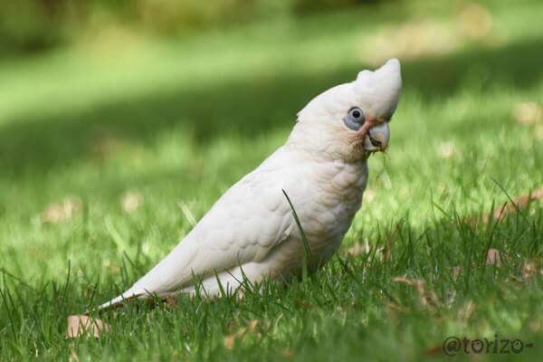 ケアンズ探鳥図鑑 実際見たぞオウム目レポ Twitter