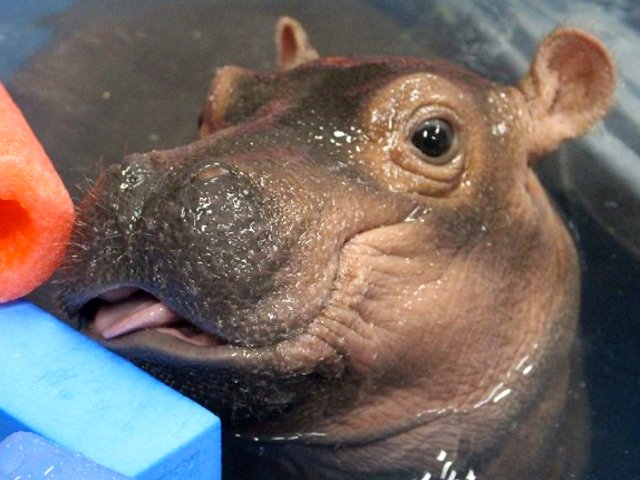 WCPO's tweet photo. It's Fiona's first birthday! This digital baby book will help you remember all the adorableness
via @LucyMayCincy + @AllyKraemer https://t.co/euiDKlgRJA https://t.co/sgTJHEHsA9