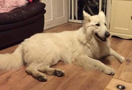 #Zala &amp; #Zeus are still #missing #Barnsley #SouthYorkshire these furbabies are loved and missed and have a family of their own #FindZalaAndZeus #GoneTooLong #BringOurFurbabiesHome #Husky #GSD #Family #woofwoofwednesday