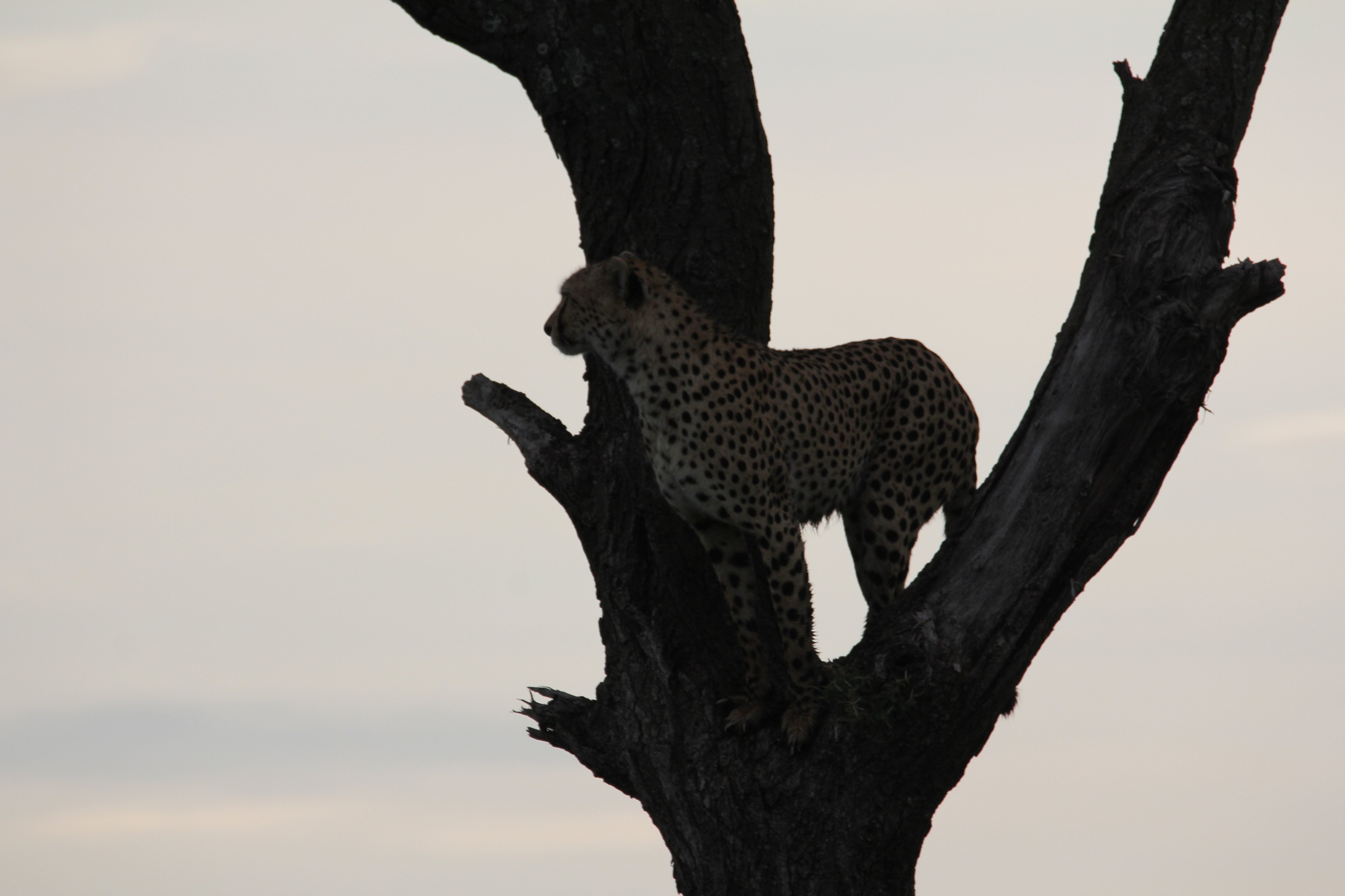 Cheetahs in trees: A photographic essay on grace and style / Twitter