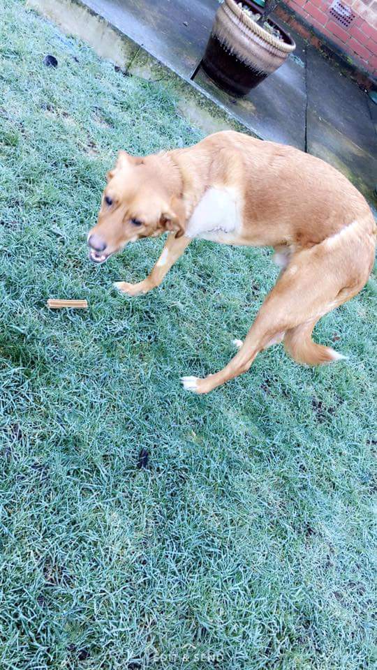 FindTripawdToby's tweet photo. https://t.co/p6wh2TQaeq

Please keep raising #awareness and let Toby not be forgotten. 

Its cold, its wet &amp; miserable outside....no place for our boy to be
#HelpBringTobyHome #GoneTooLong
#barnsley #SouthYorkshire #WestYorkshire #NorthYorkshire #EastYorkshire #woofwoofwednesday https://t.co/zzOVU2xRjt