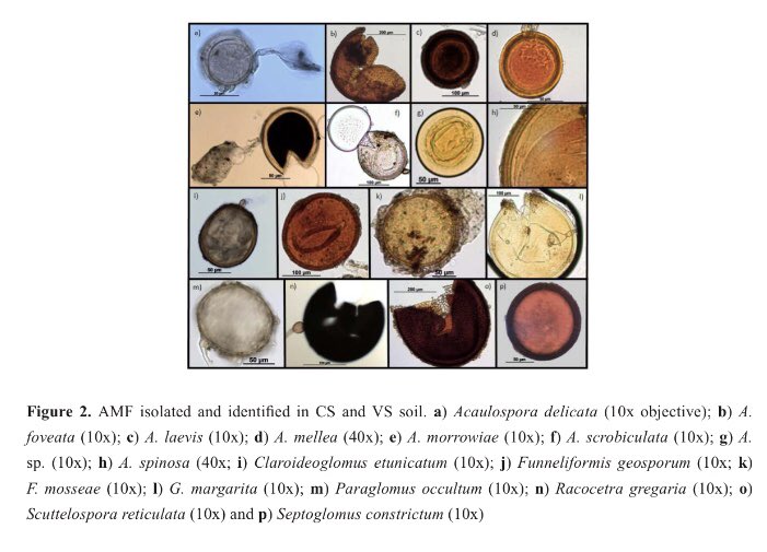 Journal_JSSPN's tweet photo. Current Issue: “Presence and diversity of arbuscular mycorrhizal fungi in soil regularly irrigated with vinasses”. Read more about this paper, here: https://t.co/nGuMVeIGYZ
#soilscience #arbuscularmycorrhizal #vinasses #fungi https://t.co/Ax6x8vTNhx