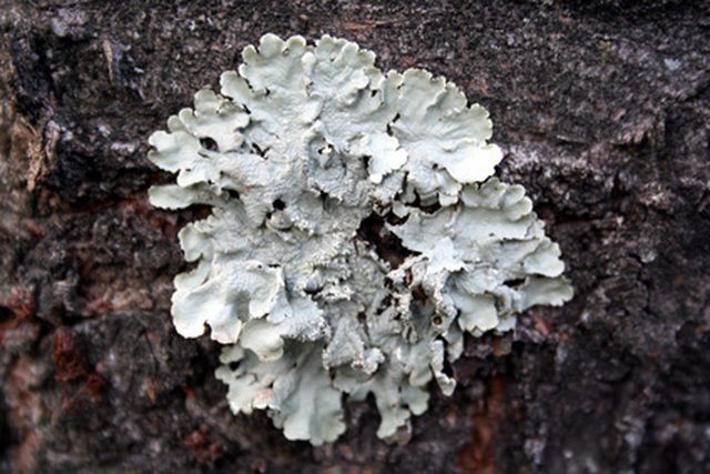 abegtrup's tweet photo. Liken:(v) point out the resemblance of someone or something to.   Lichen:(n) a simple slow-growing plant. The teacher likened the lichen to moss, since they have similar appearances, but instructed that it is in fact a fungus that merges with green or blue algae. #ACTWordOfTheDay https://t.co/Itym3pOFQy