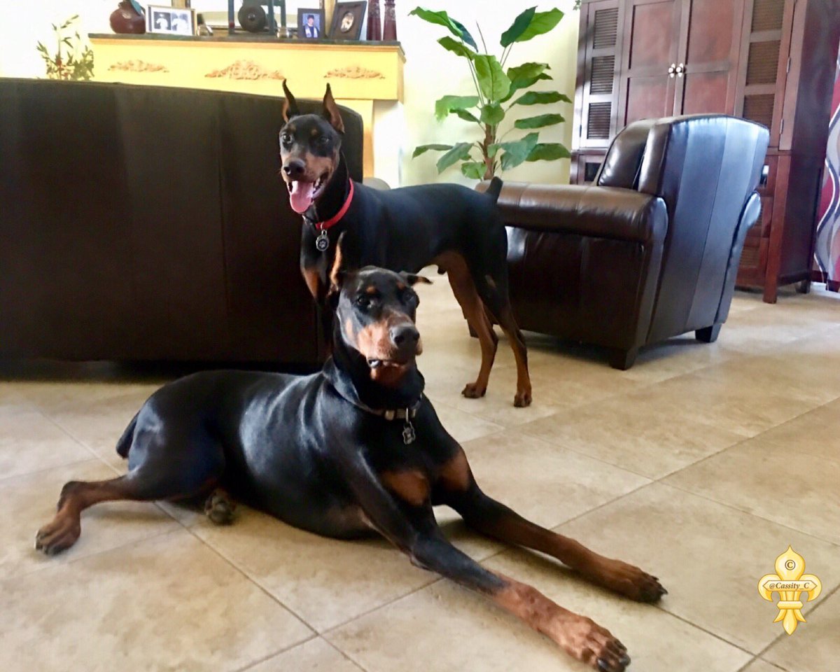Cass_C7's tweet photo. Morning Twitterverse✨ Cairo &amp; Kane wishing all their fur friends a wooftastic Wednesday 🐾❤️🐾 #dobermans https://t.co/VjTuOYECaI