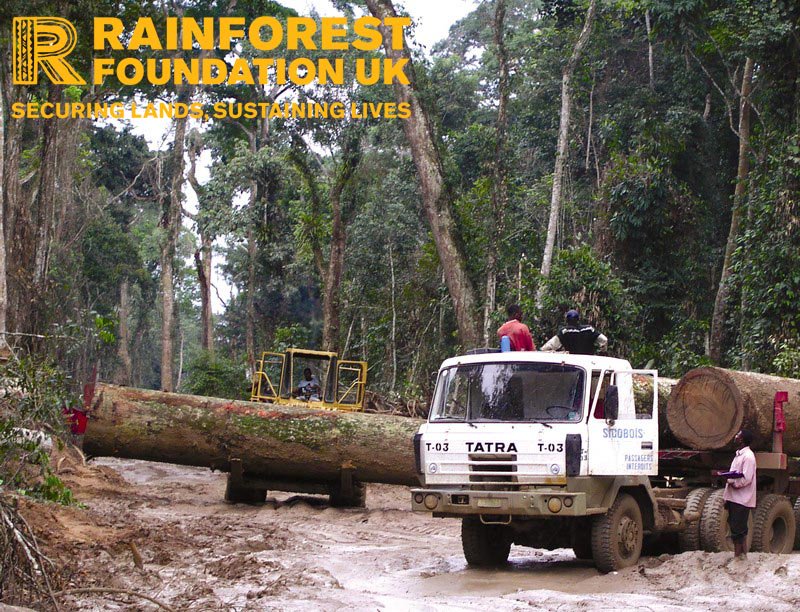 RFUK's tweet photo. Why do we need to urgently promote alternatives to industrial logging in Africa? As of 2015, one quarter of the #Congo Basin’s #rainforest was allocated as logging concessions #alarmingstats https://t.co/26BlppjEUw