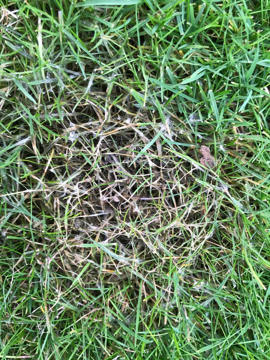 AdvantaSeedsBE's tweet photo. OPGELET ! Bij een plaatsbezoek in een aantal tuinen stellen we vast dat rooddraad en fusarium nu al de kop opsteken.

Rooddraad doet gras oppervlakkig afsterven maar doodt gras niet, maar is stressindicator voor gazon. 
Fusarium daarentegen geeft blijvende schade aan de grasmat. https://t.co/61Z12OQ5ZE