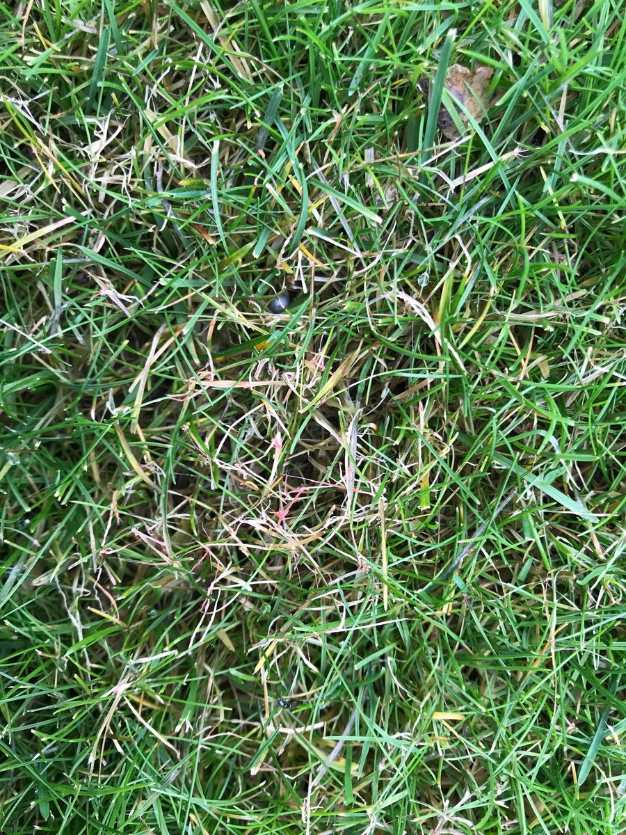 AdvantaSeedsBE's tweet photo. OPGELET ! Bij een plaatsbezoek in een aantal tuinen stellen we vast dat rooddraad en fusarium nu al de kop opsteken.

Rooddraad doet gras oppervlakkig afsterven maar doodt gras niet, maar is stressindicator voor gazon. 
Fusarium daarentegen geeft blijvende schade aan de grasmat. https://t.co/61Z12OQ5ZE