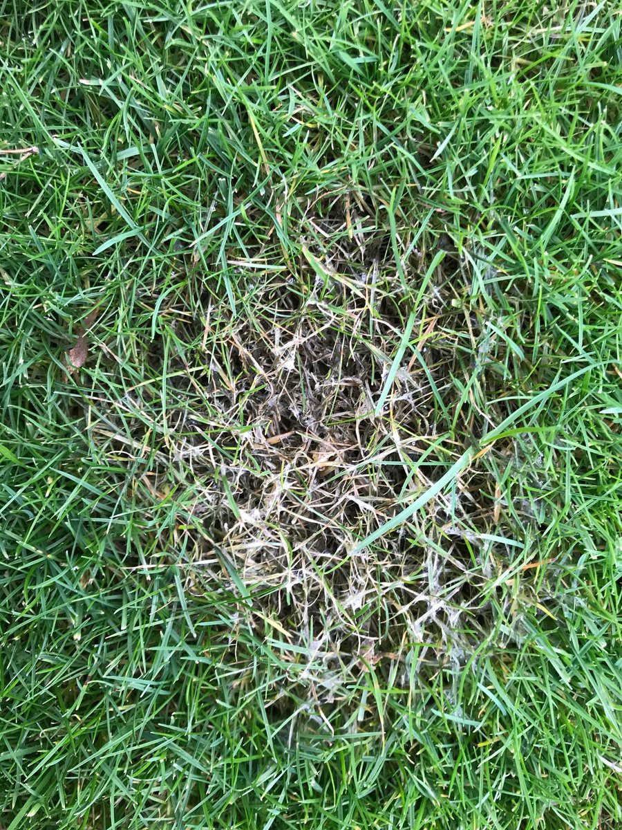 AdvantaSeedsBE's tweet photo. OPGELET ! Bij een plaatsbezoek in een aantal tuinen stellen we vast dat rooddraad en fusarium nu al de kop opsteken.

Rooddraad doet gras oppervlakkig afsterven maar doodt gras niet, maar is stressindicator voor gazon. 
Fusarium daarentegen geeft blijvende schade aan de grasmat. https://t.co/61Z12OQ5ZE