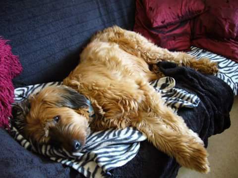 #FindFlorence tweet media