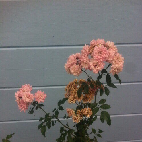 itfeelquotes's tweet image. When it's over, leave. Don't continue watering a dead flower.

เมื่อมันจบ, ก็ถอยออกมาซะ
อย่าไปฝืนรดน้ำต้นไม้ที่มันตายแล้ว