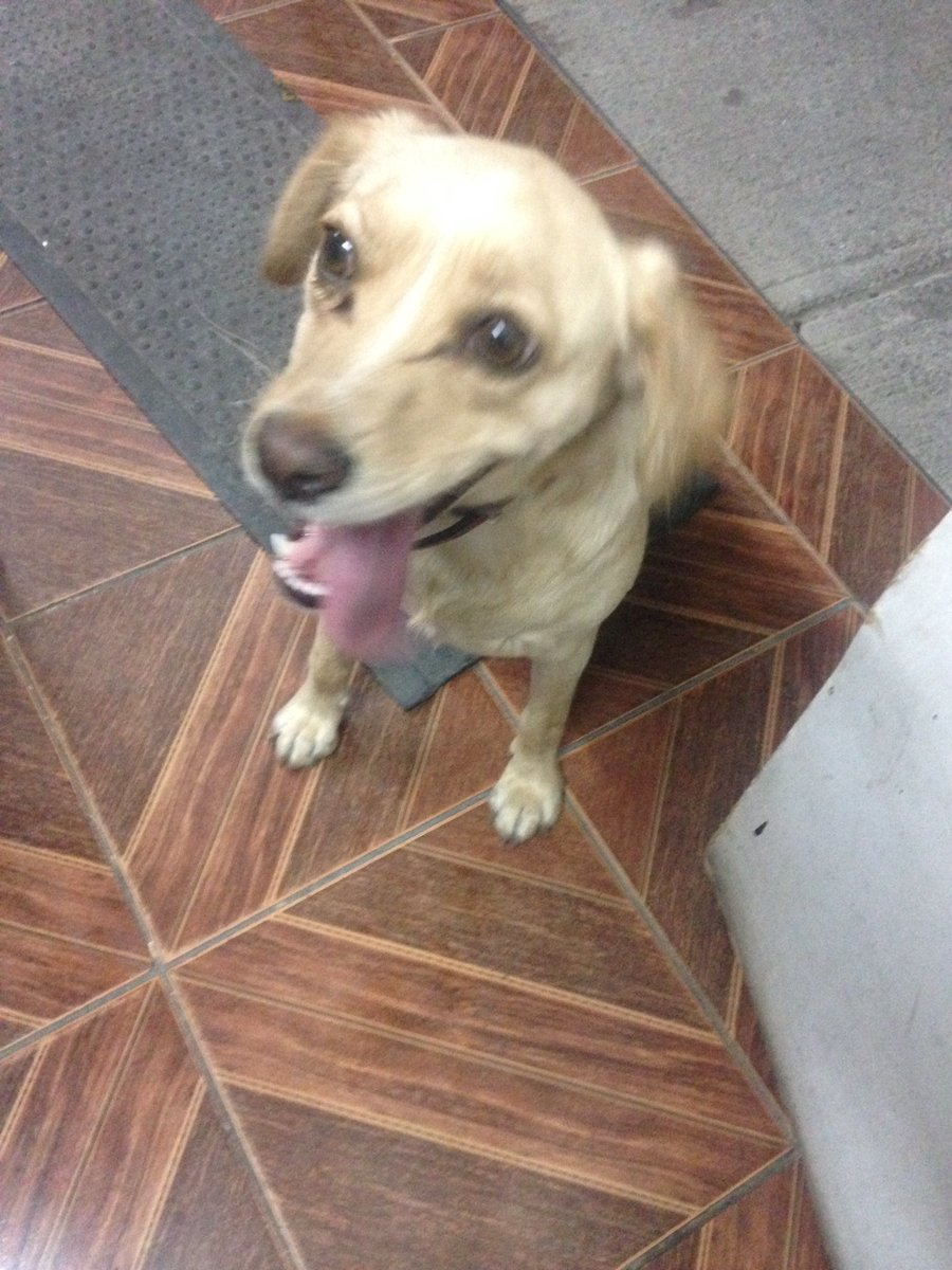 fundacionikigai's tweet photo. Rusia necesita una familia urgente favor alguien de buen ❤️ que quiera adoptarla!@carlit8s_muscle @CynQuezada @verito_pes @Evelyn_Torres_h https://t.co/AHeNiax8bV