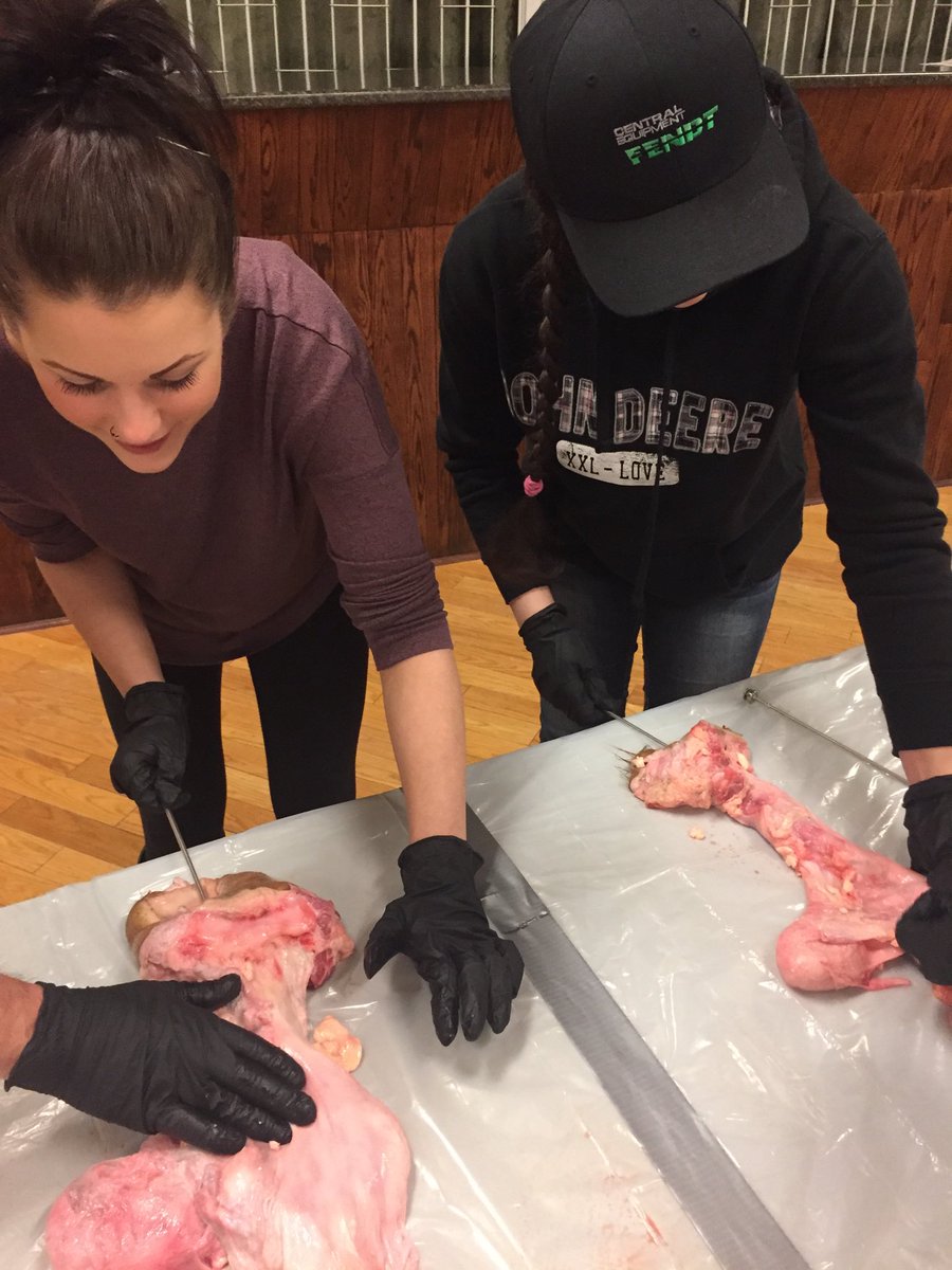 The next generation of cormack farmers learning to breed cows for the first time. <a href="/EastGenGenetics/">EastGen</a> <a href="/garyeastgen/">Gary Robinson</a> <a href="/bruce_poulin/">Bruce Poulin</a> #futureisbright