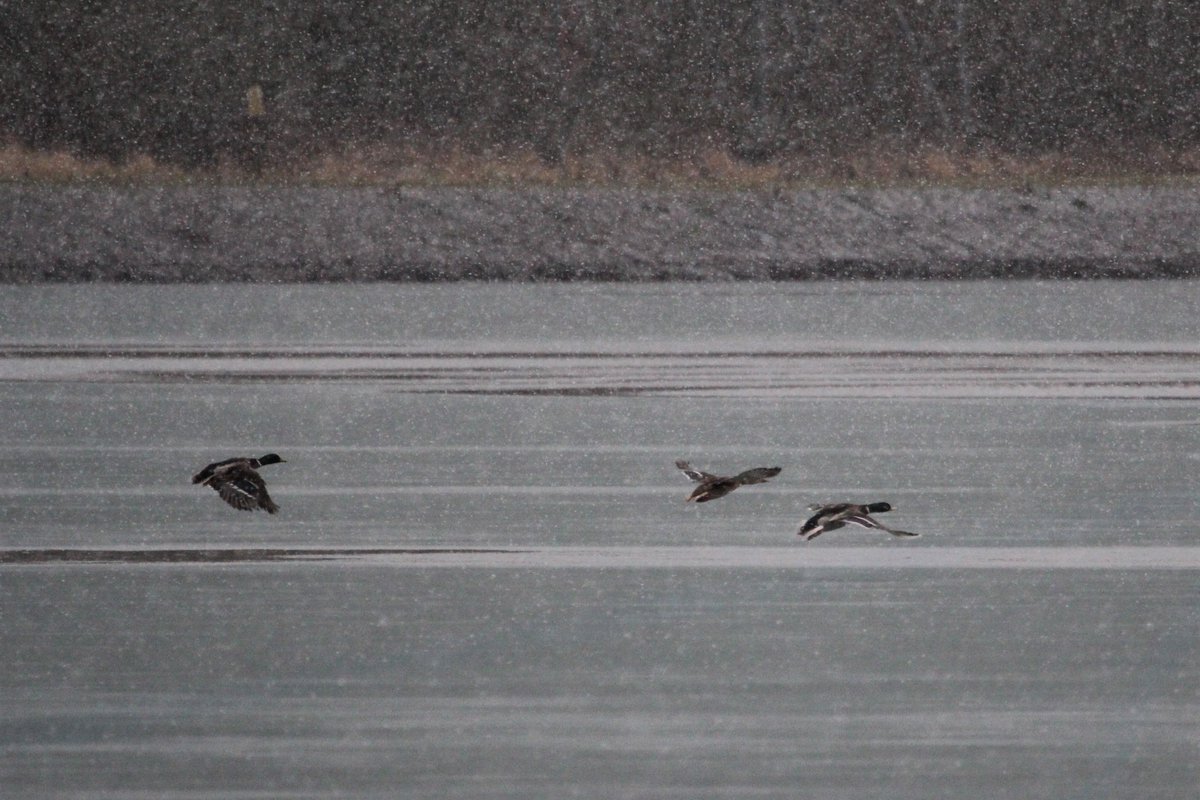 raptorwatcher's tweet photo. Mallards taking off in Blizzard conditions at #MessinghamSandQuarry #MSQ @LincsWildlife @Lincsbirding #wildfowl #snowday #lincswildlife https://t.co/kWfoBWM2il