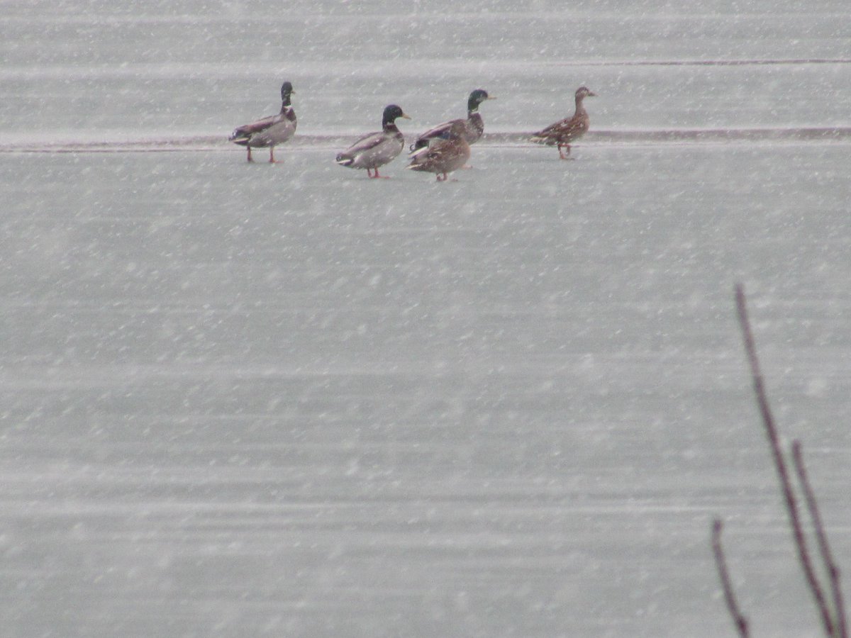 raptorwatcher's tweet photo. Mallards taking off in Blizzard conditions at #MessinghamSandQuarry #MSQ @LincsWildlife @Lincsbirding #wildfowl #snowday #lincswildlife https://t.co/kWfoBWM2il