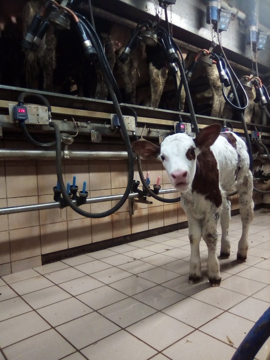 Chez moi tout le monde est le bienvenu à la traite 👌🐮🐄
Même Olympique qui est née dimanche 😀