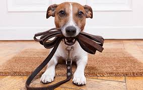 OPINpets's tweet photo. Join us for FREE #DogTraining @BartlettArboretum Stamford,CT every Wednesday night 6:30-7:30 pm https://t.co/ygATnZXHSr  #AdoptDontShop #WednesdayWisdom https://t.co/vqmORK9Z6a