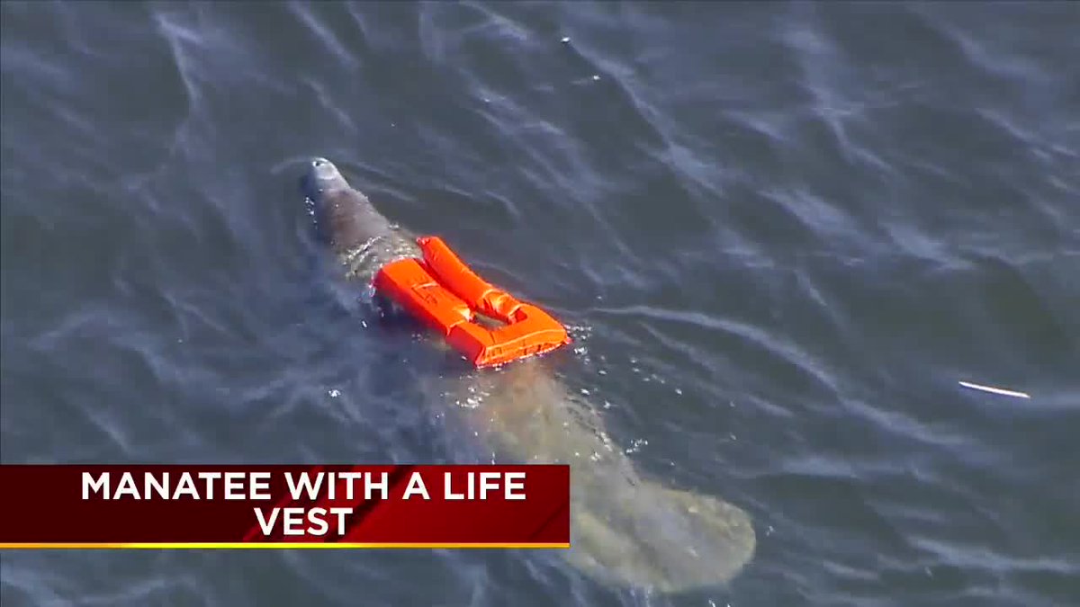 Fort Lauderdale Fire Rescue was helping a manatee in distress bit.ly/2FaKBG9?utm_so… https://t.co/sPPdhiS2DE