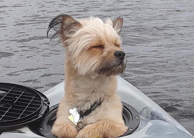 Caption this picture! 🐶 “This is the life!” #whyivibe 📷:Daniel Carmichael
•
•
•
#vibekayaks #seaghost130 #dogsofinstagram #kayaking #kayaklife #kayakfishing #mansbestfriend #fishinglife #partnerincrime #goodvibes #nodramajustadventure ift.tt/2DFH7hG