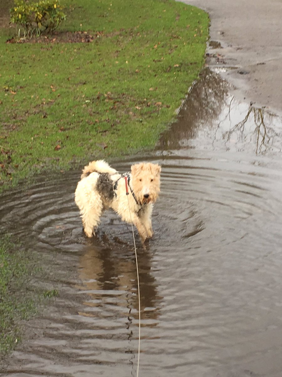ScampsChampsMAC's tweet image. Hugo enjoying his trip in the #doggievan today and his walk #puddlefun