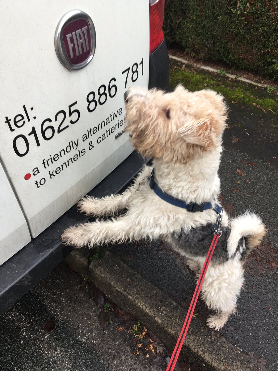 ScampsChampsMAC's tweet image. Hugo enjoying his trip in the #doggievan today and his walk #puddlefun