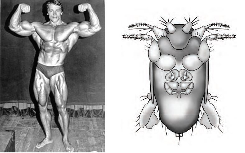 BioDataJournal's tweet photo. #NewSpecies of a record-breaking fly with “bulging” front legs named in honour of Arnold @Schwarzenegger:  https://t.co/lRzXa6Xmee via @Eurekalert Study by @BrianVBrown1 of the @NHMLA 
#Diptera #entomology #biodiversity #Schwarzenegger https://t.co/78E1ehfyOb