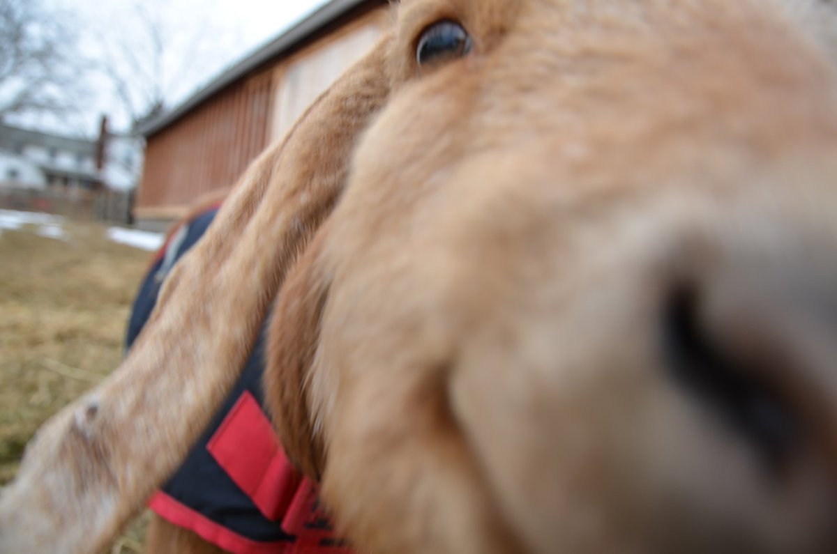We like to keep our animal residents smiling, happy and healthy. 😄 You can help us keep them safe and happy too by supporting us as a #Patreon member for as little as $1/month: patreon.com/barnsanctuary