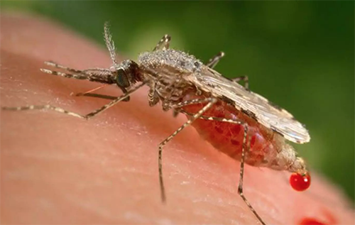 Toothpaste ingredient may help curb drug-resistant malaria, finds AI-powered robot
#AI #ArtificialIntelligence #TechCastGlobal
ind.pn/2G4k1zz