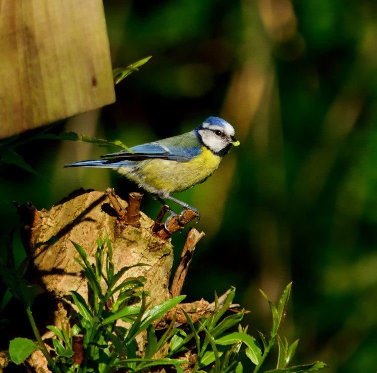 PeopleWildlife's tweet photo. Parc Nant Y Waun local wildlife group are holding an open day on: Sat 16th June 11-3 everyone welcome. https://t.co/MWq7f2Ybih