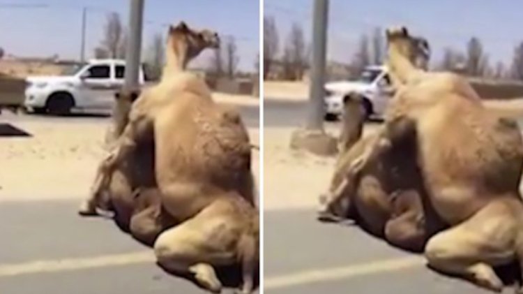 JustinRSArcher's tweet photo. "Hump Day" YEAHHHHHHHHHHHH https://t.co/DB7FX2agVy