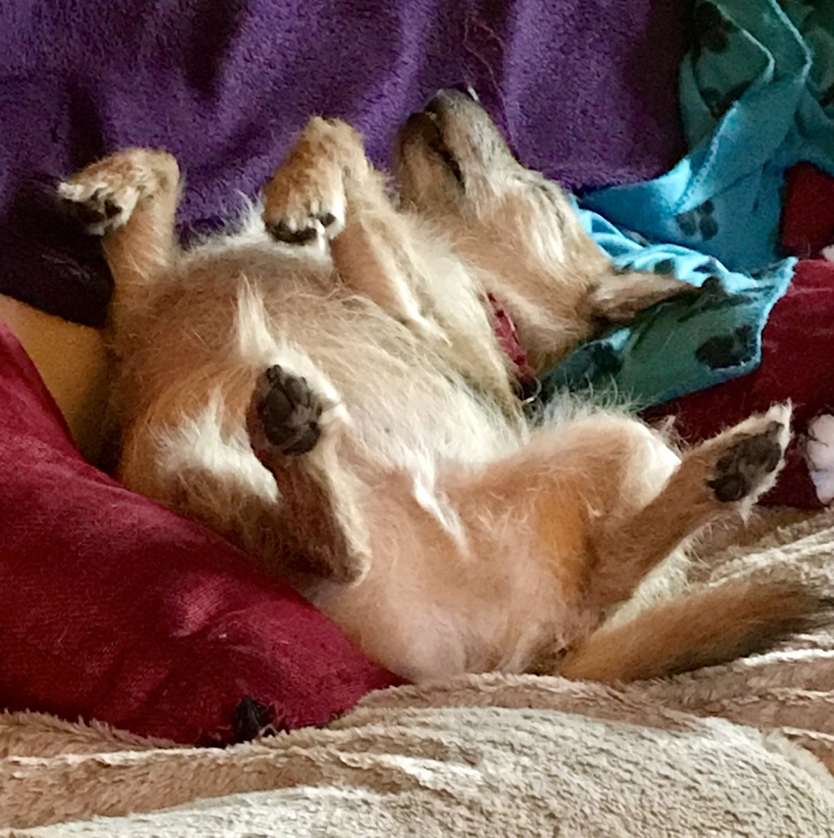 KarenTrillo18's tweet photo. #RelaxationForDogs music on Spotify is working https://t.co/jNLxViQbcC