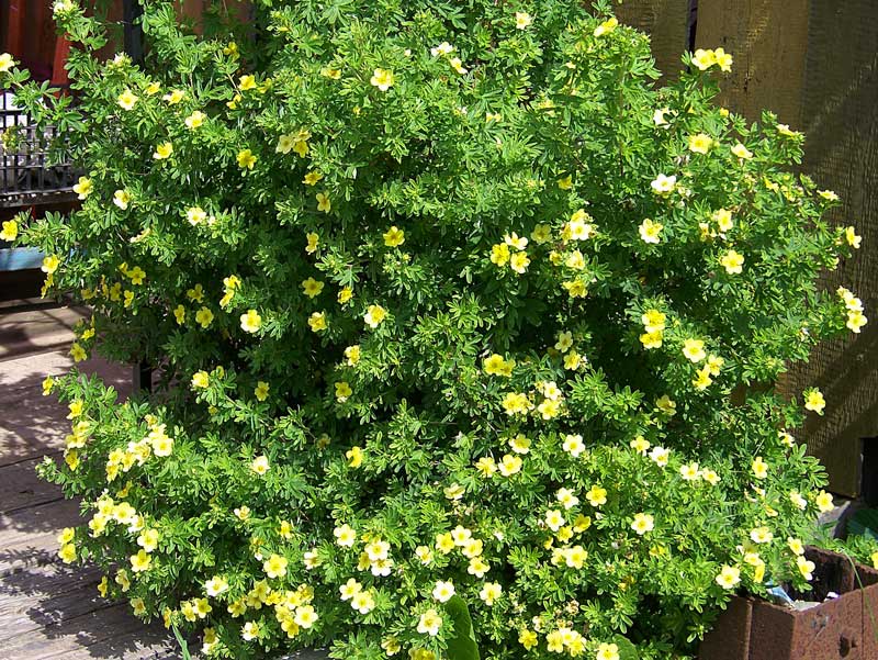 ashehyrdin's tweet image. 