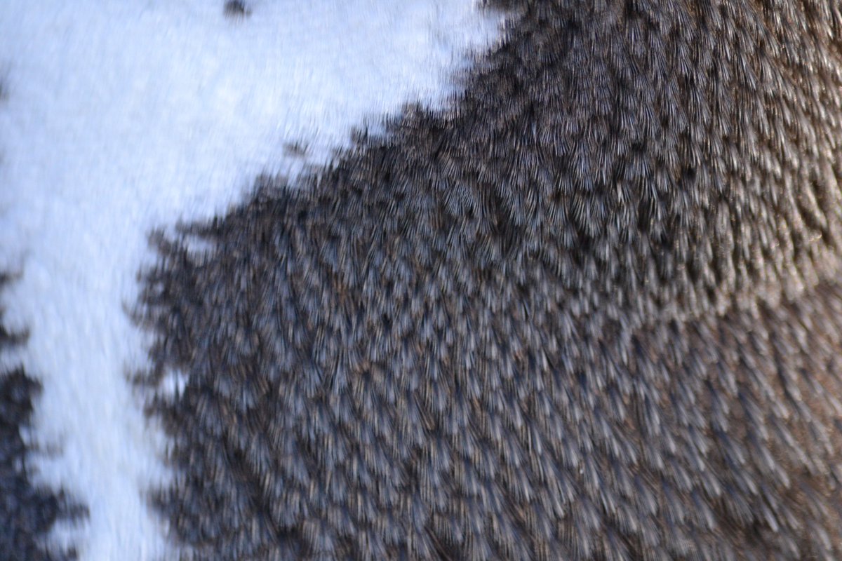 Fantastic sessions with <a href="/YForyd/">Ysgol Y Foryd</a> today #learning all about #FrozenPlanet! #DYK Penguins have really dense feathers to keep them warm in the water?