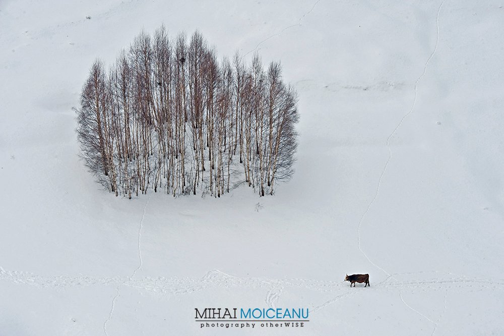 mihai_moiceanu's tweet photo. Parafraza: "La palcul laudat sa te duci cu sistarul" #Magura #Bran #Brasov #Transilvania #Winter #Iarna #Contrapunct #Instagood https://t.co/e90tjsv07s
